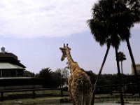 Florida - Tampa - Busch Gardens - Giraffe
